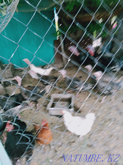 Түркия 1 мамыр бағасы 1500 дана күркетауық еркек 10000 тг аналық 7000  Үштөбе - изображение 4