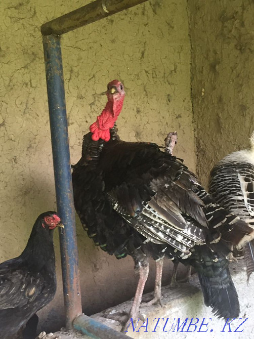 Индюк самец, ундик еркек Ленгер - изображение 1