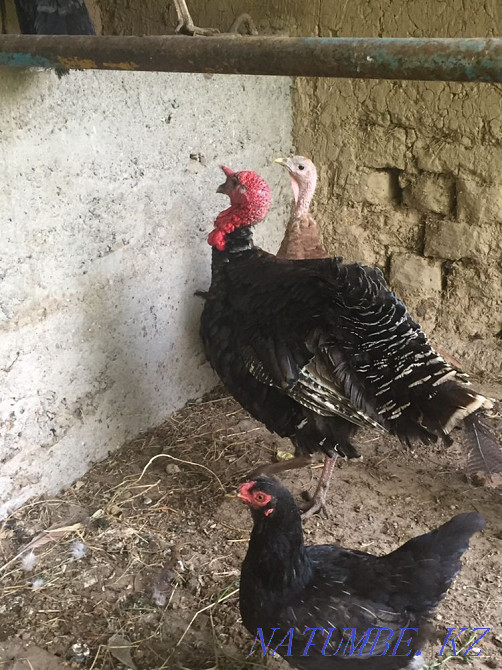 Индюк самец, ундик еркек Ленгер - изображение 4