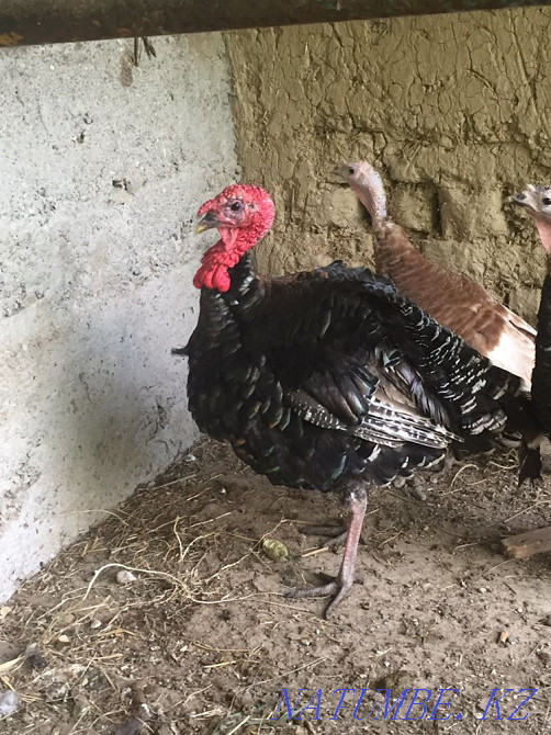 Индюк самец, ундик еркек Ленгер - изображение 3