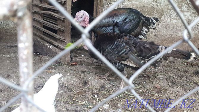 Sell turkeys, turkeys and turkey poults Болтирик шешен - photo 4