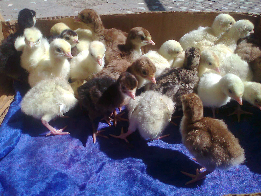 Balapan turkey turkey poults Taraz - photo 1