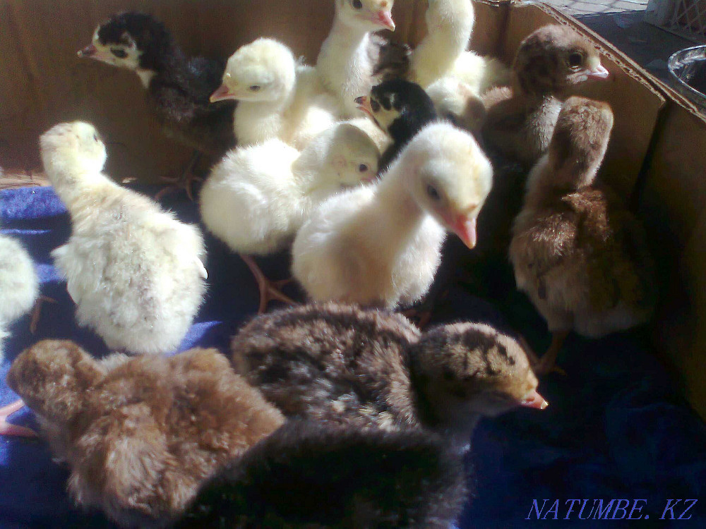 Balapan turkey turkey poults Taraz - photo 3