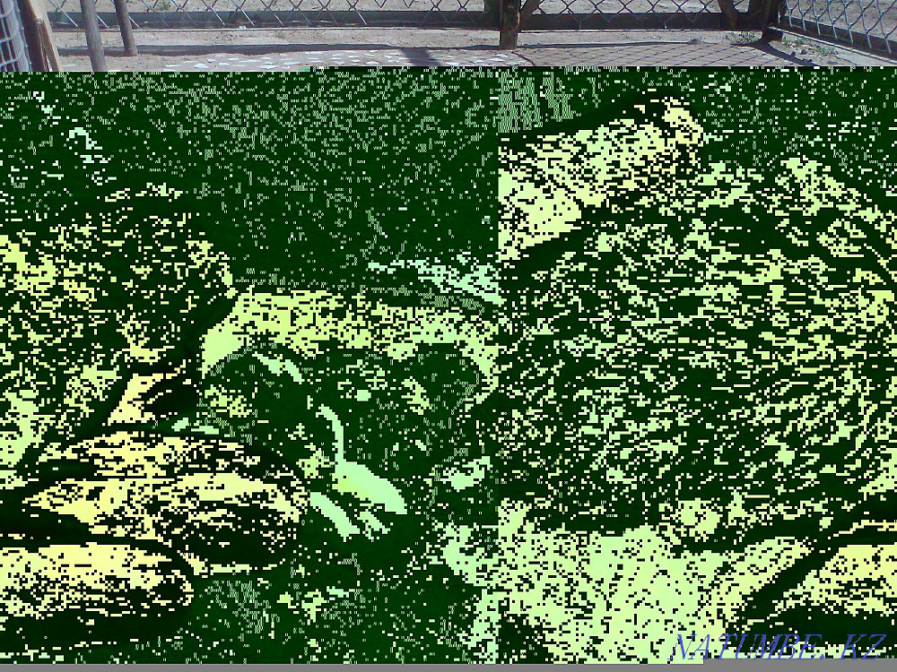 Balapan turkey turkey poults Taraz - photo 2