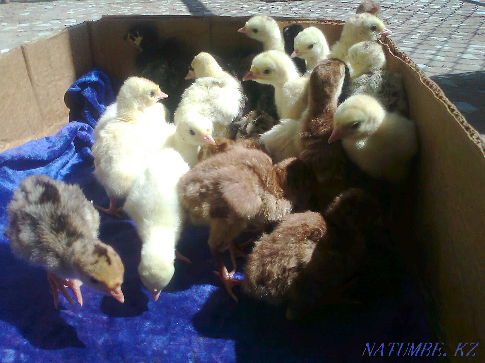 Balapan turkey turkey poults Taraz - photo 4