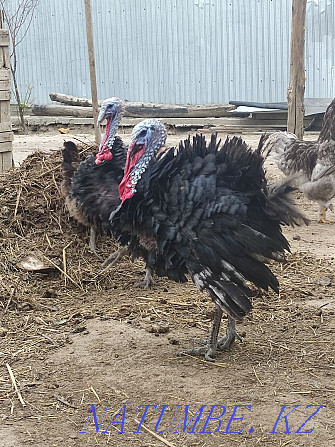 young turkeys for sale  - photo 1