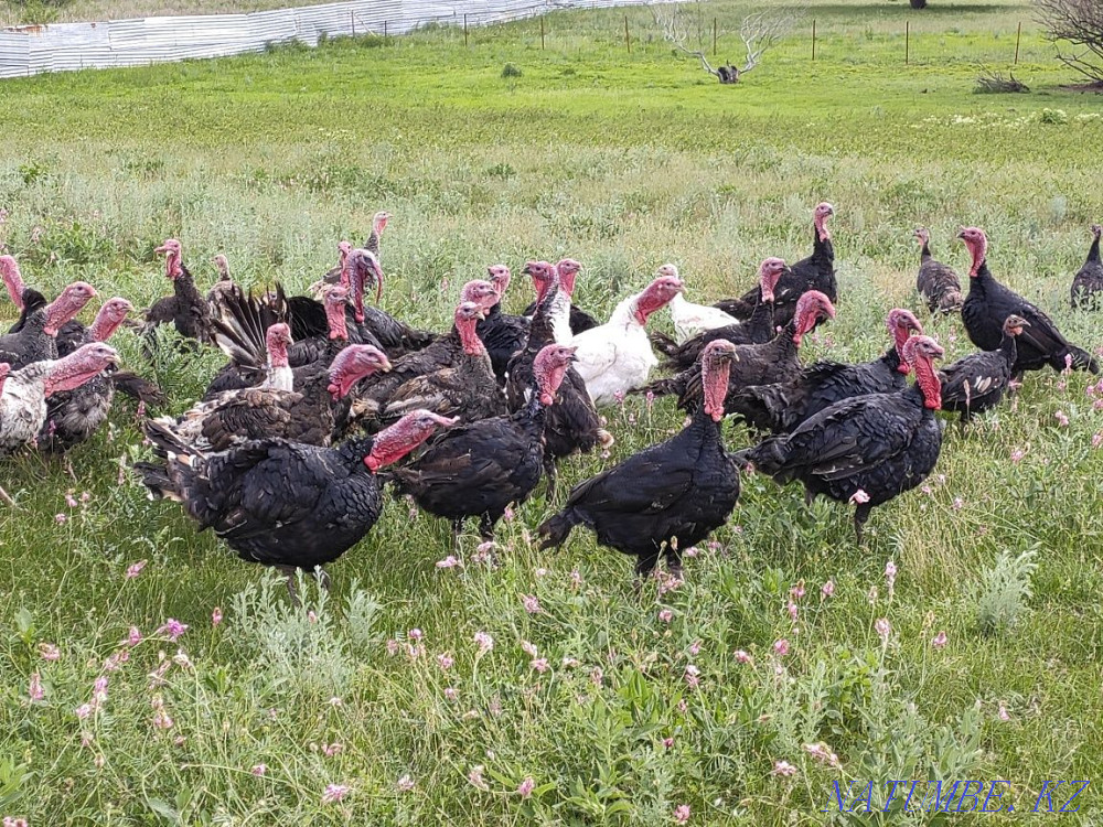 Turkey kurke koraz satylady Узынагаш - photo 4