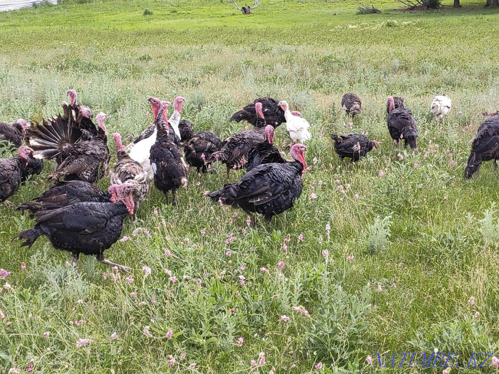 Turkey kurke koraz satylady Узынагаш - photo 2