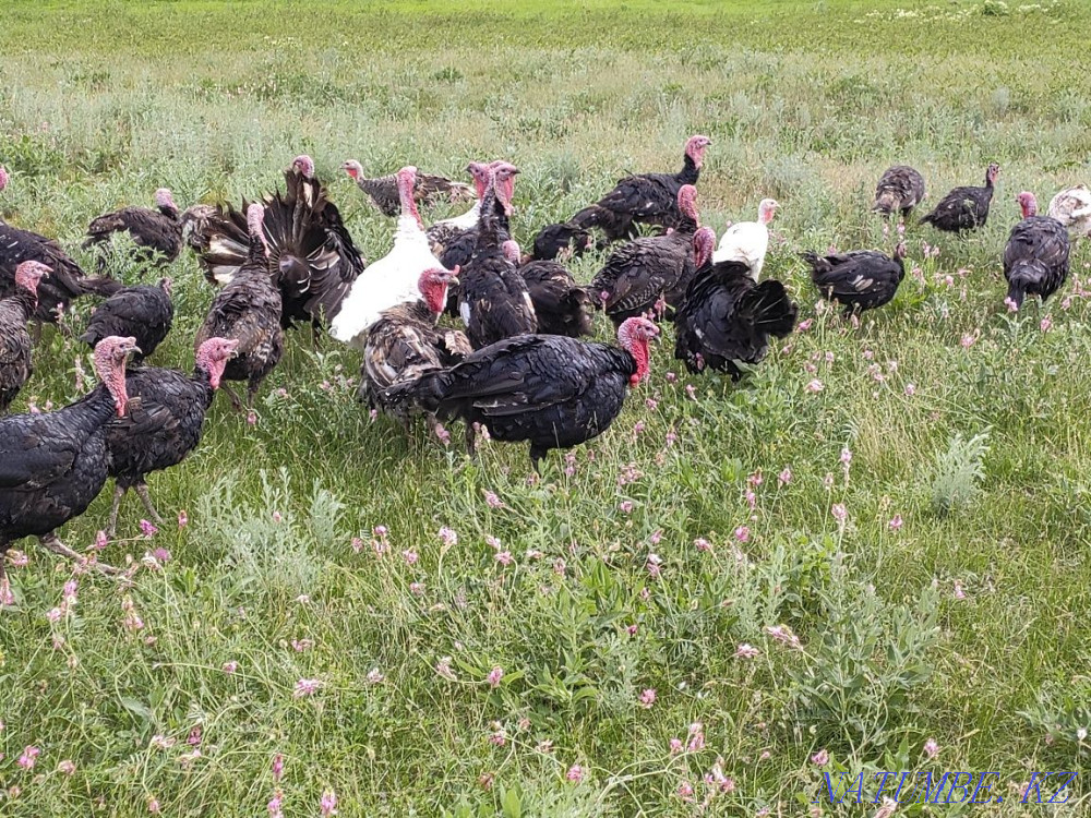 Turkey kurke koraz satylady Узынагаш - photo 3