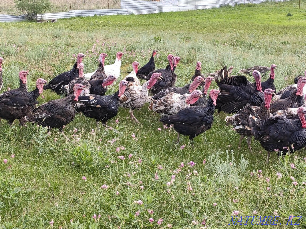 Turkey kurke koraz satylady Узынагаш - photo 1