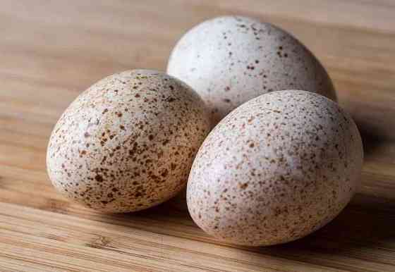 Яйца Индюка на инкубацию Алматы