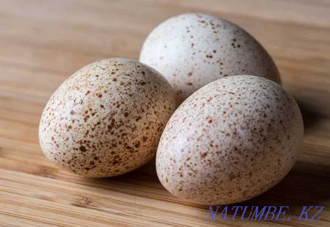 Turkey eggs for incubation Almaty - photo 1