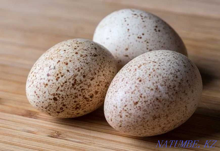 Turkey eggs for incubation Almaty - photo 1