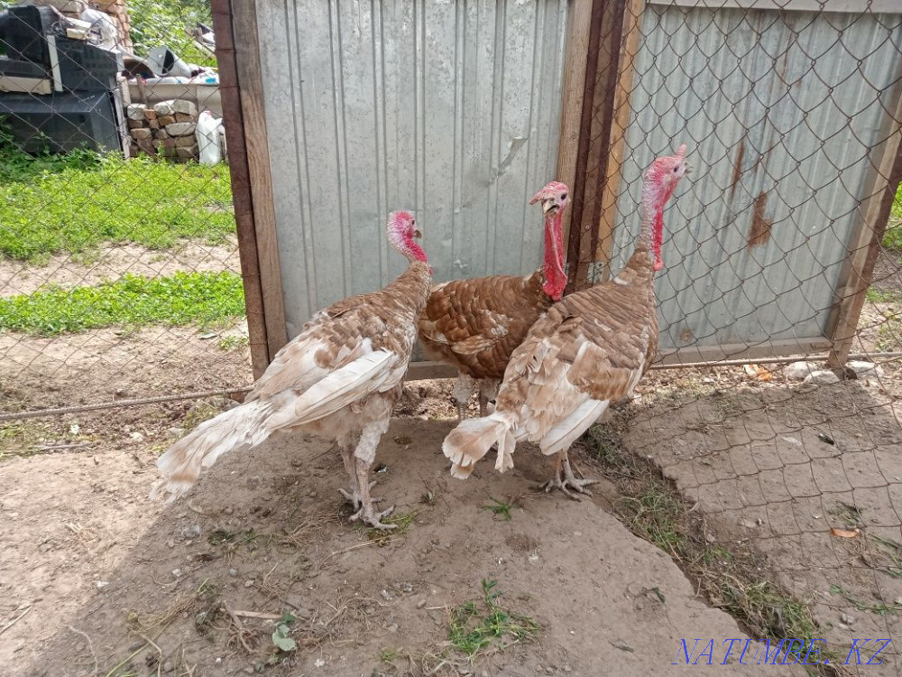 Продам палевого индюка Есик - изображение 1