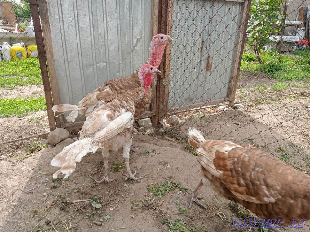 Продам палевого индюка Есик - изображение 2