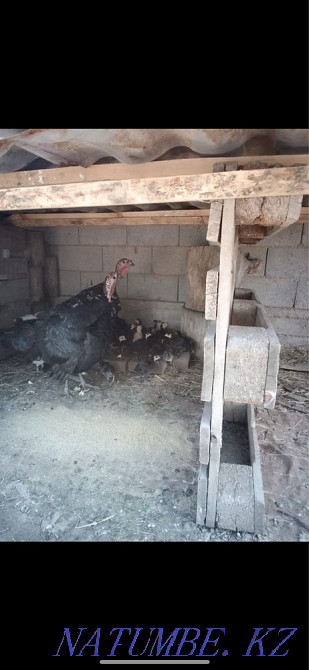 Продам Индюк с 15 шт индюшатами Узынагаш - изображение 1
