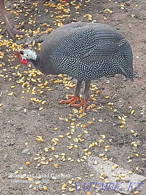 Pradam one and a half year old turkeys Esik - photo 4