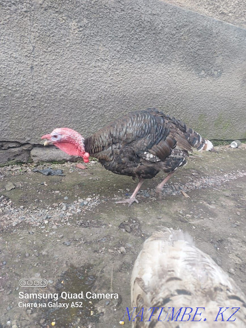 Pradam one and a half year old turkeys Esik - photo 2