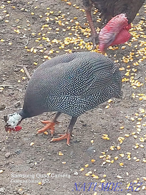 Pradam one and a half year old turkeys Esik - photo 3