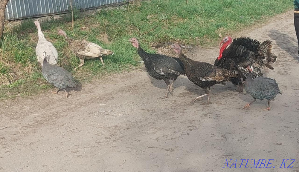 Pradam one and a half year old turkeys Esik - photo 1