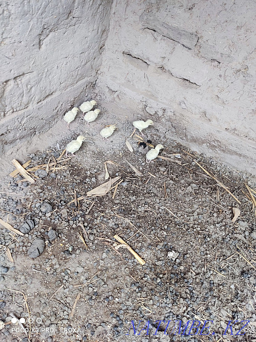 ?ndik balapanymen satylada. Turkey with chickens  - photo 1