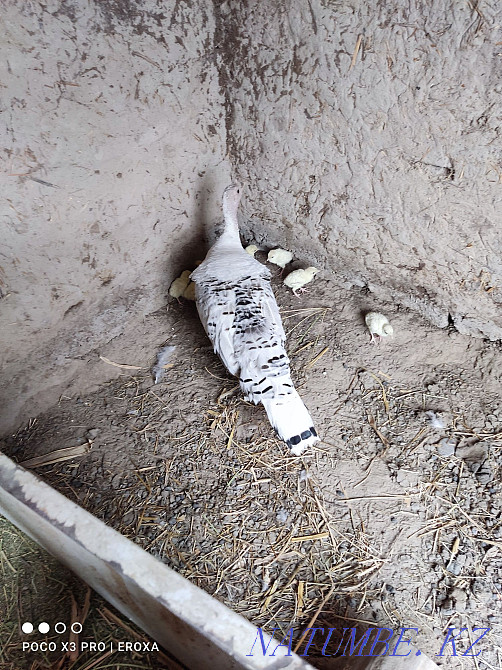 ?ndik balapanymen satylada. Turkey with chickens  - photo 2