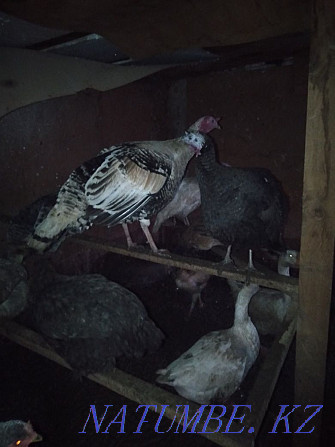 I will sell large turkeys: 1 male and 7 females  - photo 4