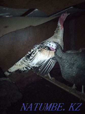 I will sell large turkeys: 1 male and 7 females  - photo 1