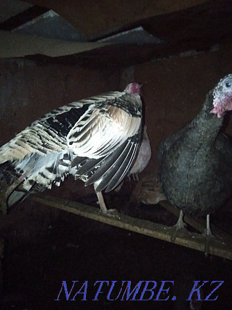 I will sell large turkeys: 1 male and 7 females  - photo 2