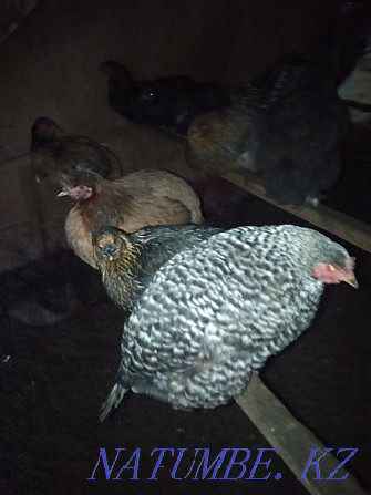 I will sell large turkeys: 1 male and 7 females  - photo 3