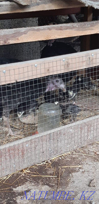 Продаются индюки Шымкент - изображение 1