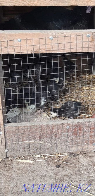 Продаются индюки Шымкент - изображение 3