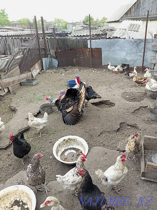 Turkeys three years and one year  - photo 3