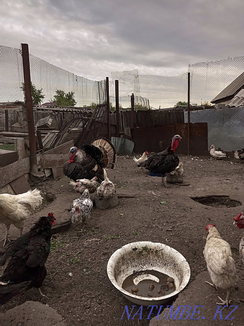 Turkeys three years and one year  - photo 2