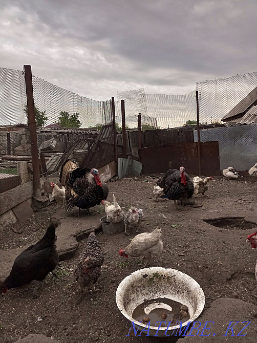 Turkeys three years and one year  - photo 1