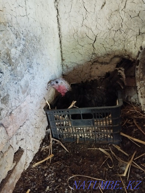 Индюк с цыплятами  - изображение 1