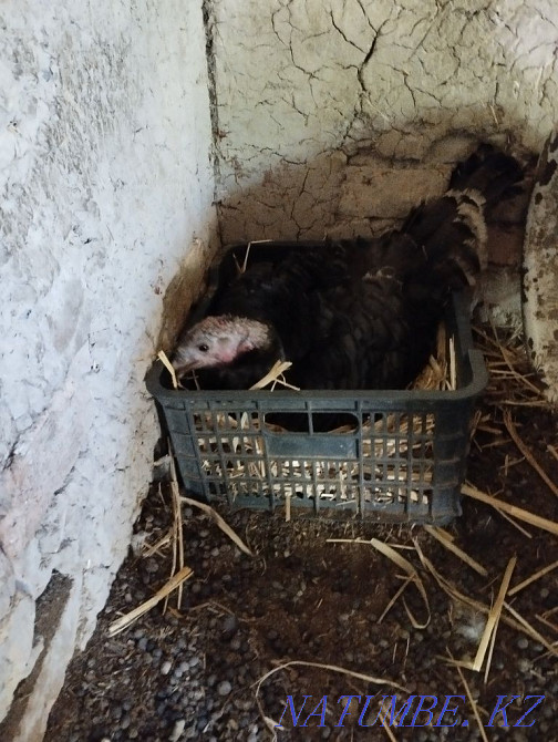 Индюк с цыплятами  - изображение 3