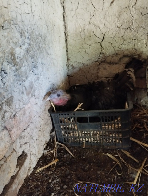 Индюк с цыплятами  - изображение 2