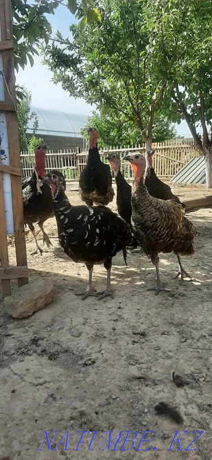 Курке тауык индюк  - изображение 3