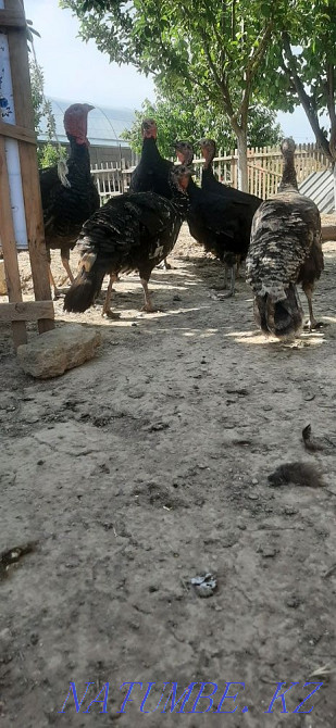 Курке тауык индюк  - изображение 2