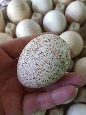 Продам индюшиное инкубационное яйцо. Индюки крупные ставропольская  Петропавл
