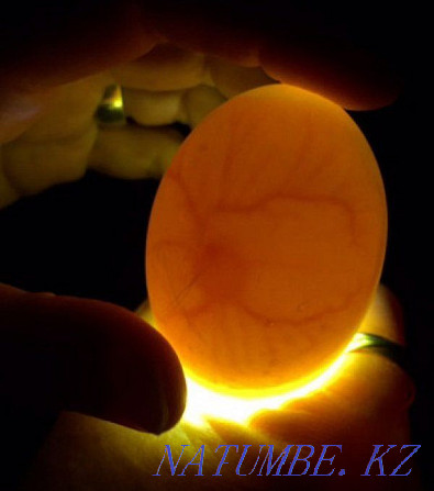 Продам индюшиное инкубационное яйцо. Индюки крупные ставропольская Петропавловск - изображение 1