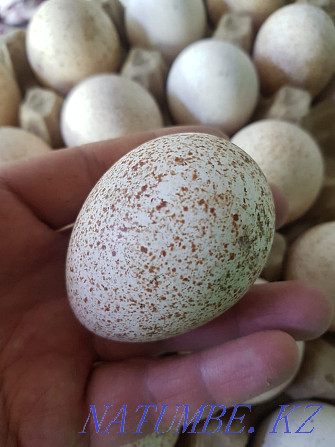 Продам индюшиное инкубационное яйцо. Индюки крупные ставропольская Петропавловск - изображение 2