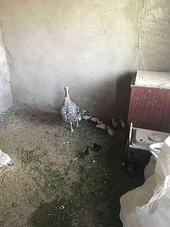 Индюки с цыплятами Almaty