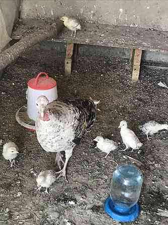 Индюки с цыплятами Almaty
