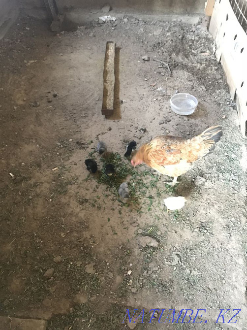 Turkeys with chickens Almaty - photo 1