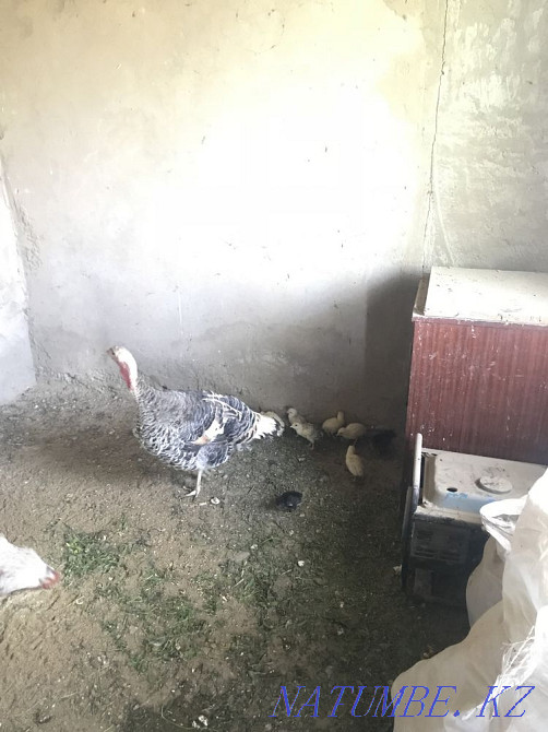 Turkeys with chickens Almaty - photo 2