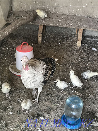 Turkey with chickens Almaty - photo 3