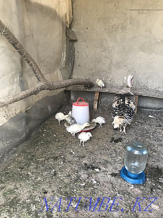 Turkey with chickens Almaty - photo 2