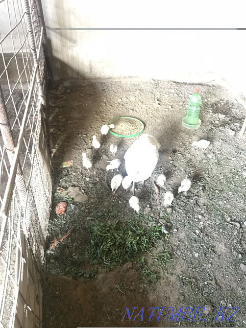 Turkey with chickens Almaty - photo 4